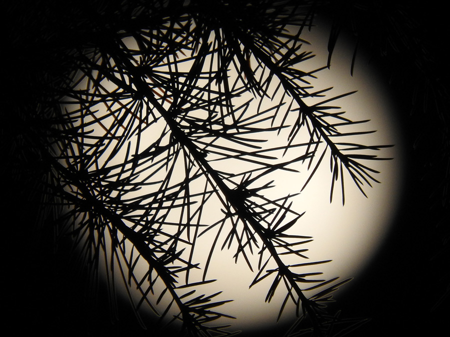 Tsuki no matsu (Pine over the moon)