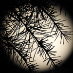 Tsuki no matsu (Pine over the moon)