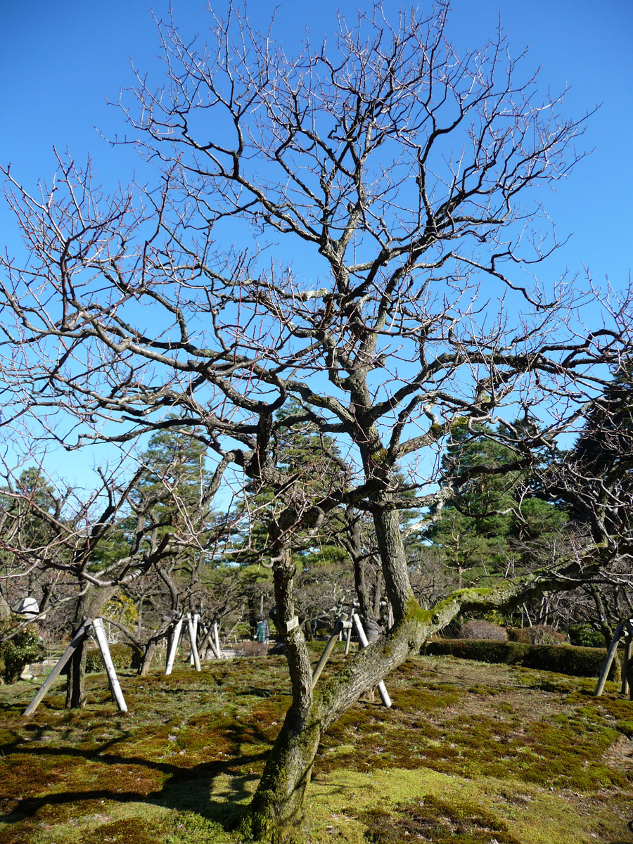 Japanese plum trees in Kenroku-en, Kanazawa, Ishikawa Pref.