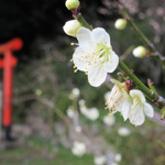 Plum blossoms at Kobe Kitano Tenman Shrine, Hyogo Pref.