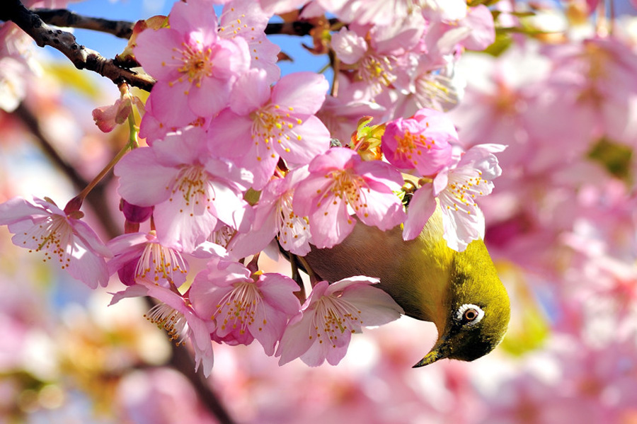 Feasting among this year's early cherry blossoms, Ichikawa, Chiba Pref.