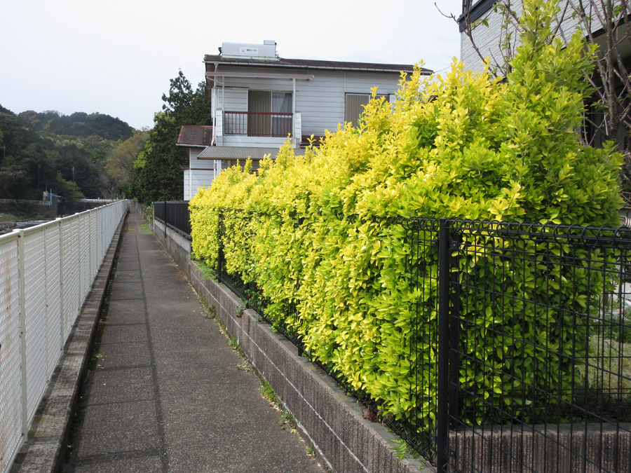 Fresh yellow leaves in spring, Susono, Shizuoka Pref.