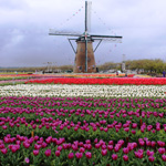 Dutch windmill, Sakura, Chiba Pref.
