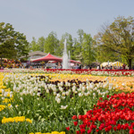 Colors of spring at the Tonami Tulip Fair, Toyama Pref.