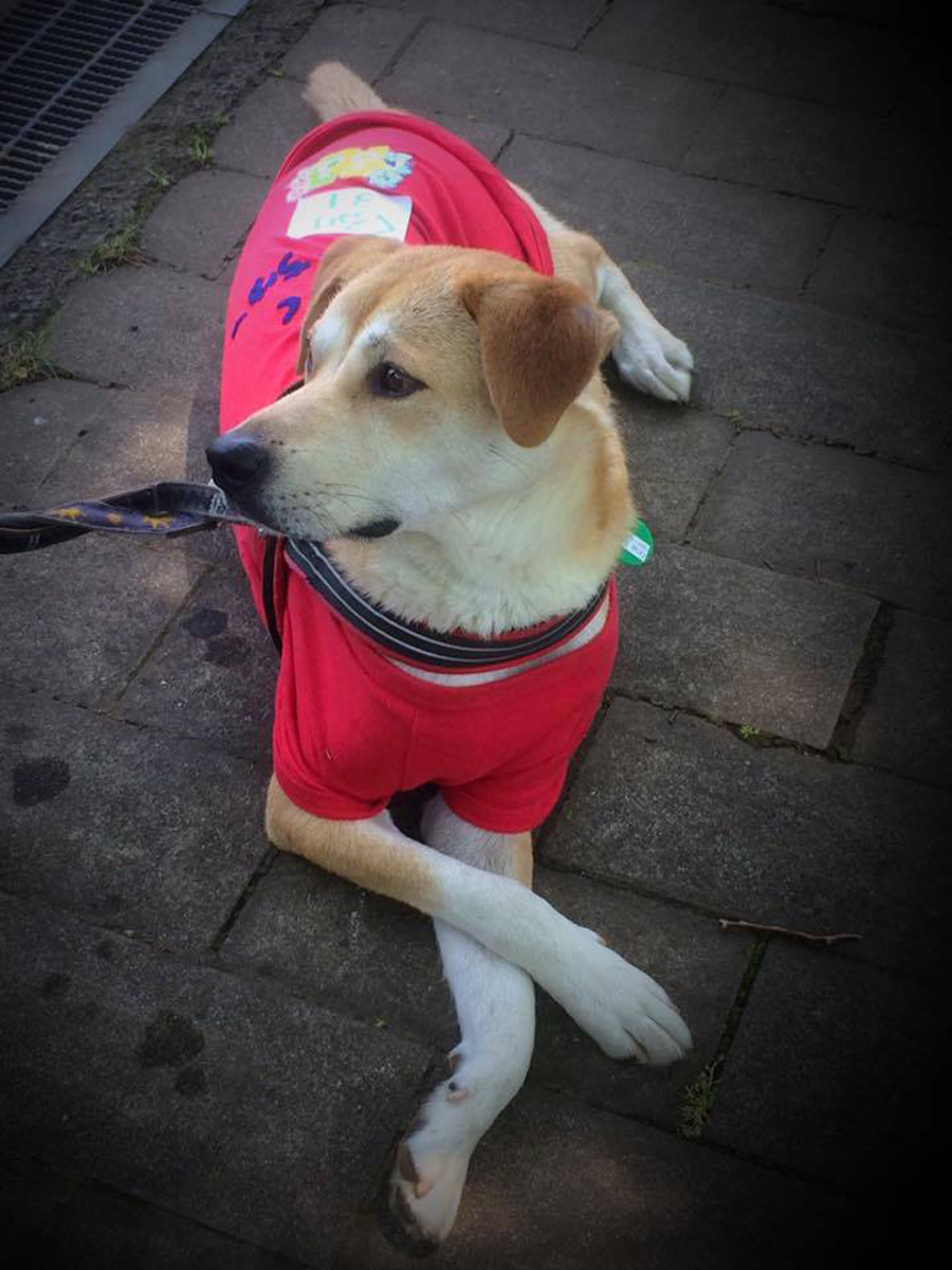 rescue dog relaxes at an annual fundraising event hosted by Animal Walk Tokyo