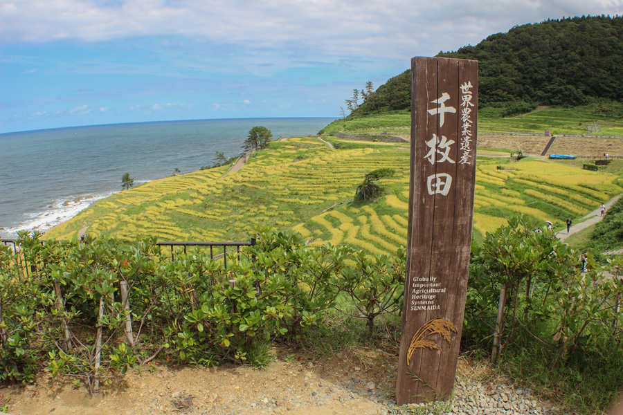 Yellowish ricefield on agricultural heritage land in Senmaida, Noto Peninsula, Ishikawa Pref.