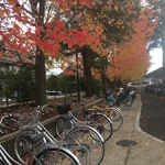 Bicycles beneath fall foliage