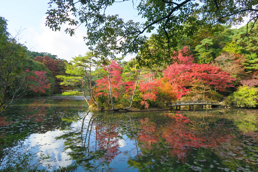 Autumn-colored waterside, Kobe Municipal Arboretum, Hyogo Pref.