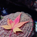 The last autumn leaf