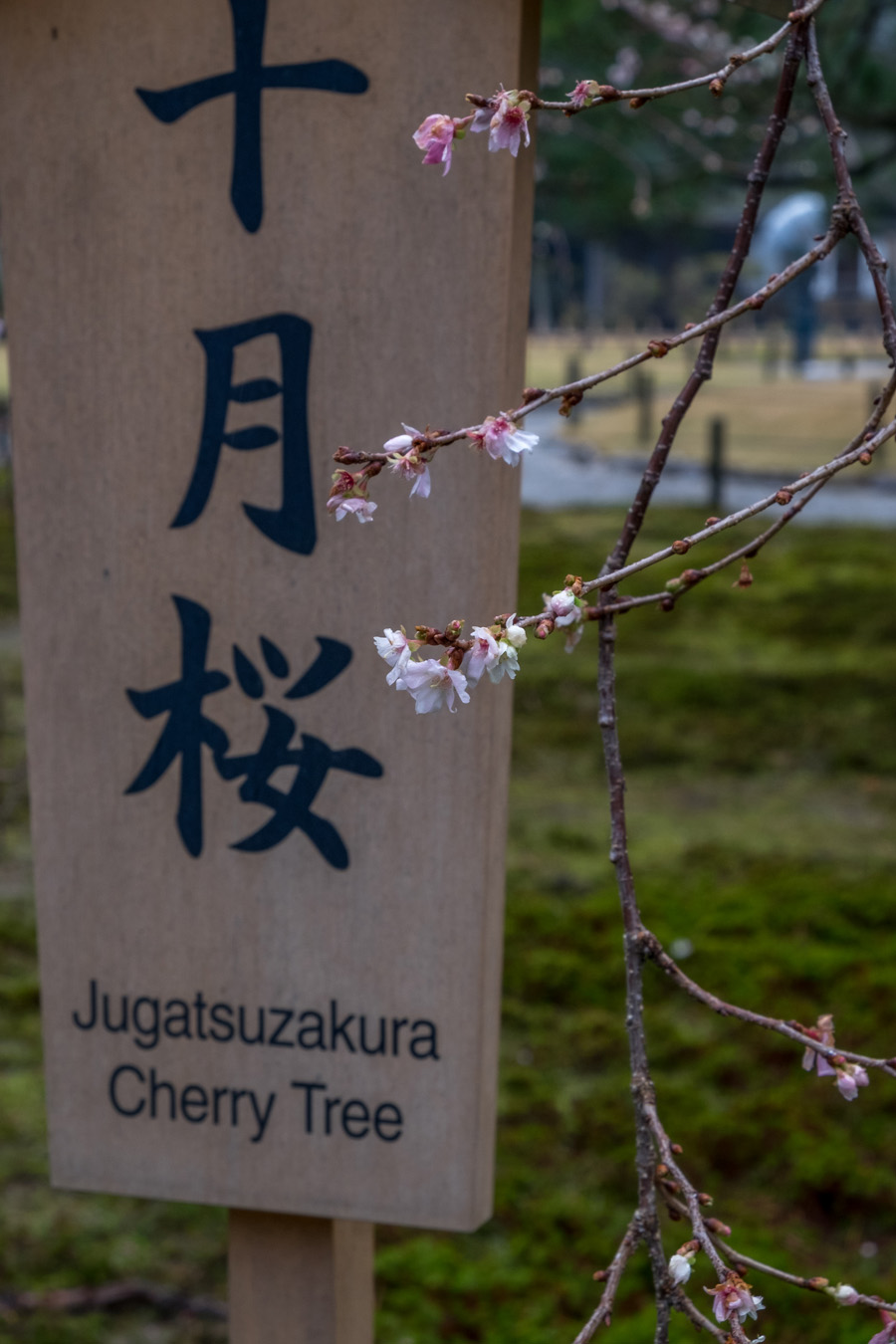 Jugatsu zakura bloom in winter, Ishikawa Pref.