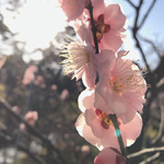 Blooming plum blossoms welcoming the warmth of spring, Koishikawa Korakuen Garden, Tokyo