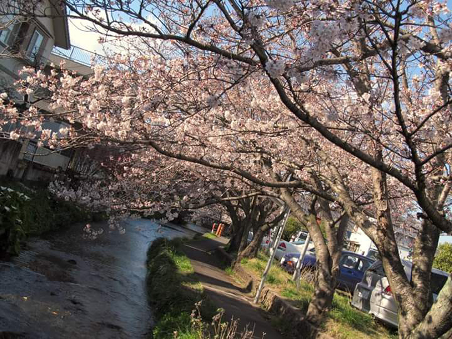 Genbe River adorned with cherry blossoms, Mishima, Shizuoka Pref.