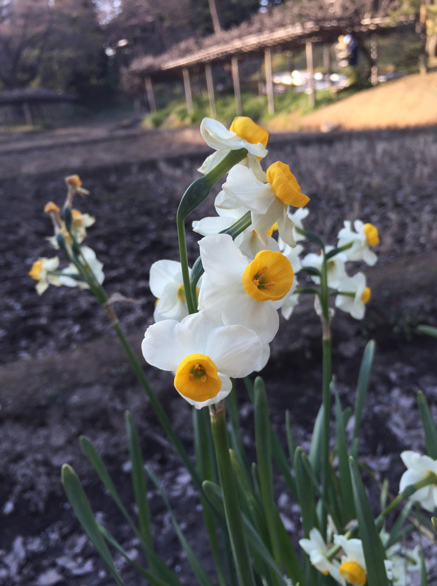 Daffodils pop with color at Koishikawa Korakuen Gardens, Tokyo