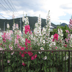 Hollyhocks in bloom, Numazu, Shizuoka Pref.
