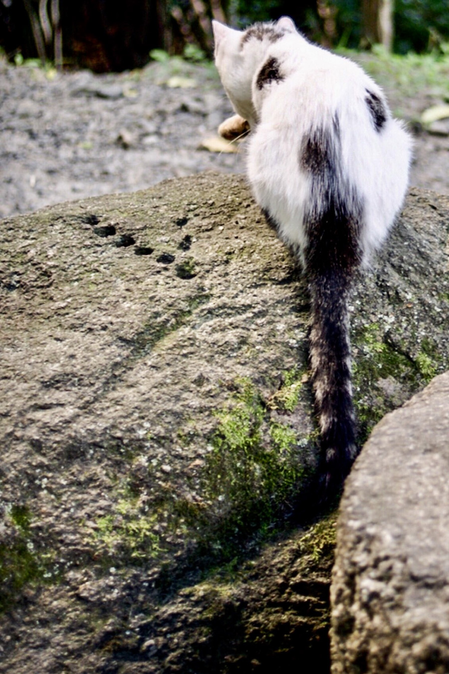 A cat with no given name, enjoys many names given by locals and tourists alike
