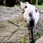 A cat with no given name, enjoys many names given by locals and tourists alike