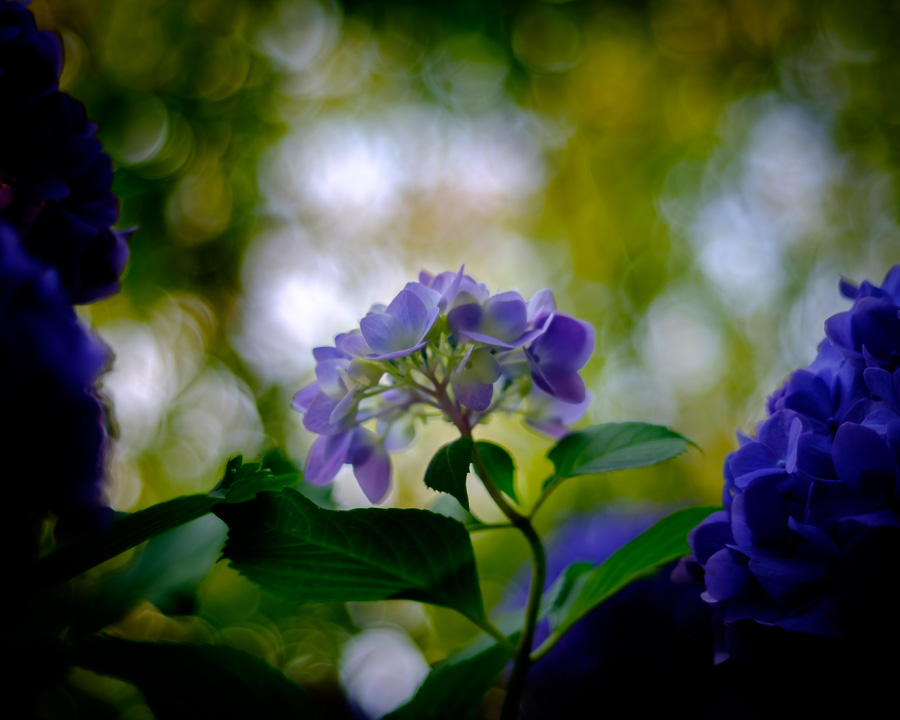 Hydrangea in the end of spring