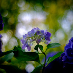 Hydrangea in the end of spring