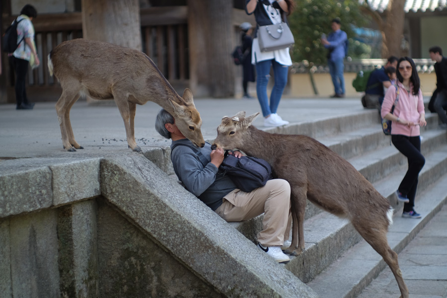 Friendly deer, Todaiji Temple, Nara Pref.