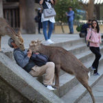 Friendly deer, Todaiji Temple, Nara Pref.