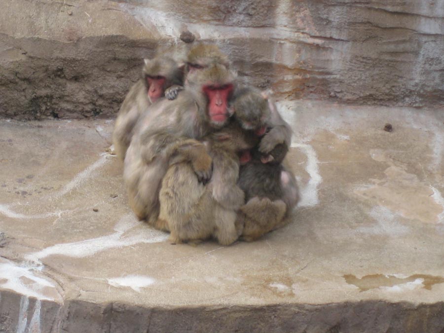 Monkey's family love
