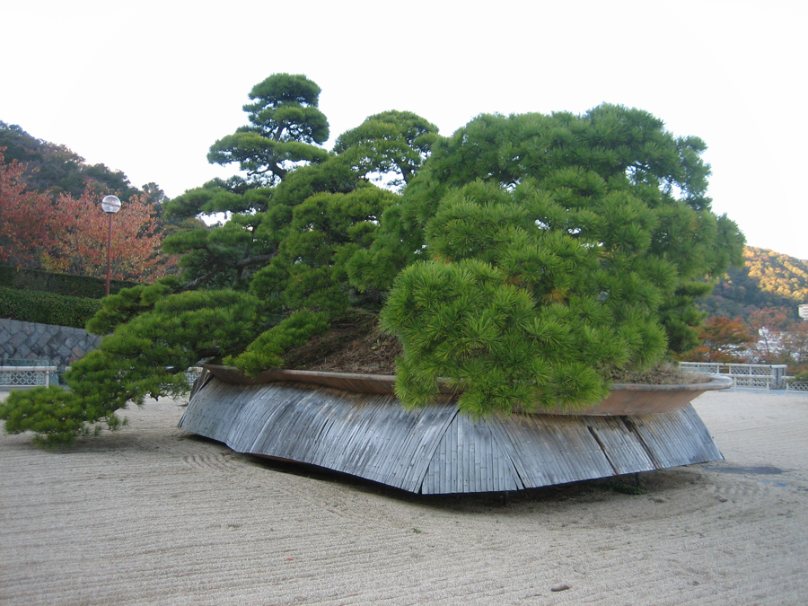 That's a big bonsai, Atami, Shizuoka Pref.