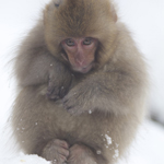 It's cold in the snow! baby monkey, Jigokudani Yaen-koen, Nagano Pref.