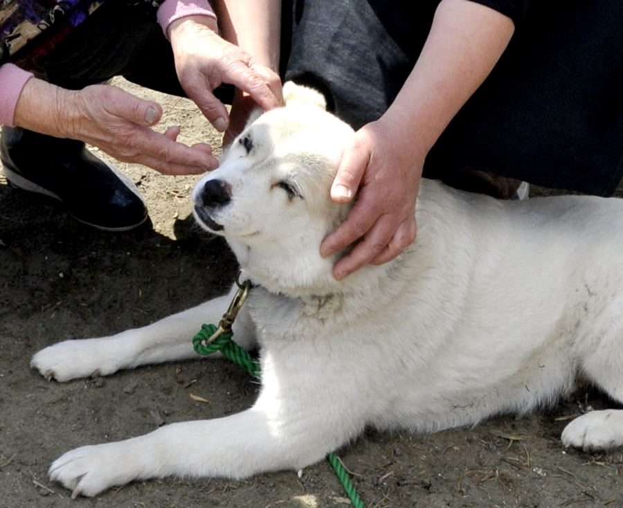 Healing dog, after the quake, Asahi, Chiba Pref.