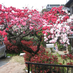 Big, three-color plum blossoms, Numazu, Shizuoka Pref.