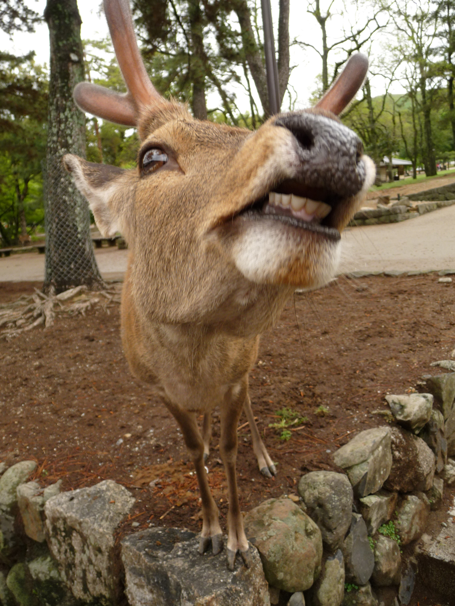 Hungry Deer in Nara