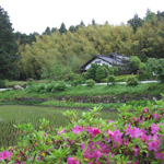 Newly planted rice field in Kurobane, Tochigi Pref.