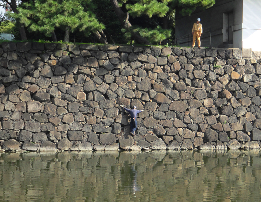 Weeding the wall by the Imperial Palace moat