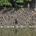 Weeding the wall by the Imperial Palace moat