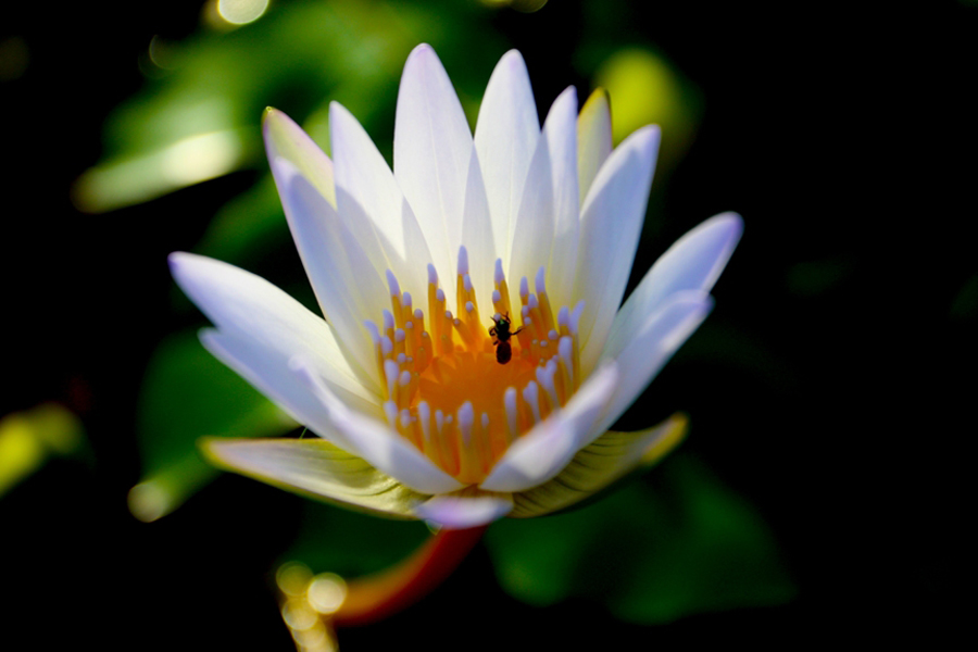 Ant in white lotus