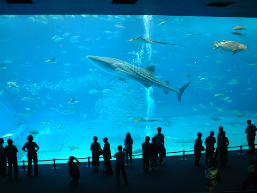 A whale shark, Okinawa Churaumi Aquarium
