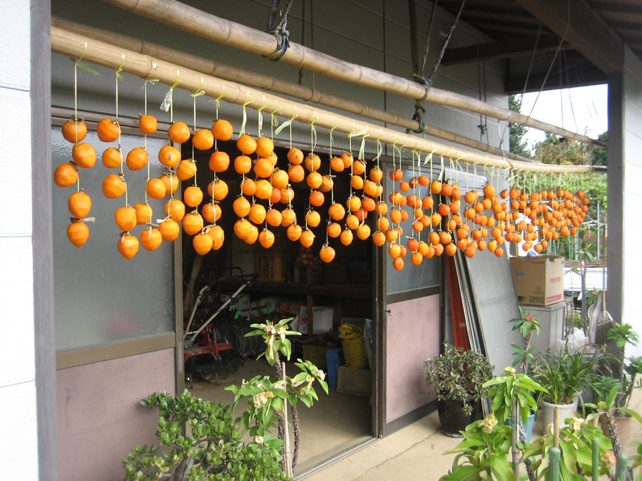 Hanging persimmons on the line, Mishima, Shizuoka Pref.