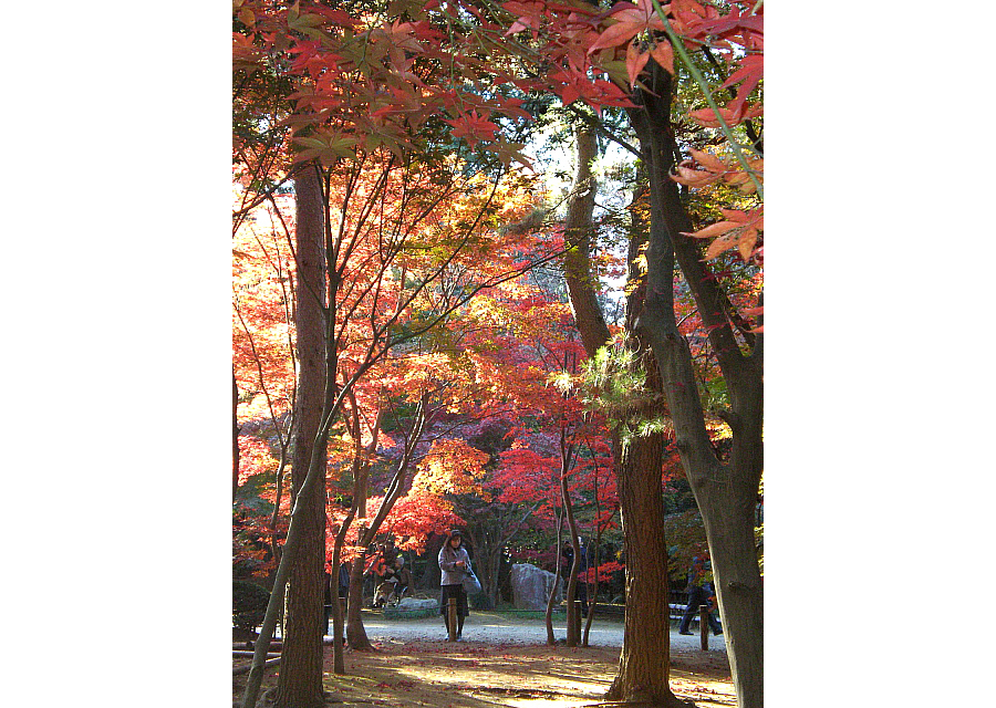 Autumn Splendor, Heirinji Temple, Saitama Pref.