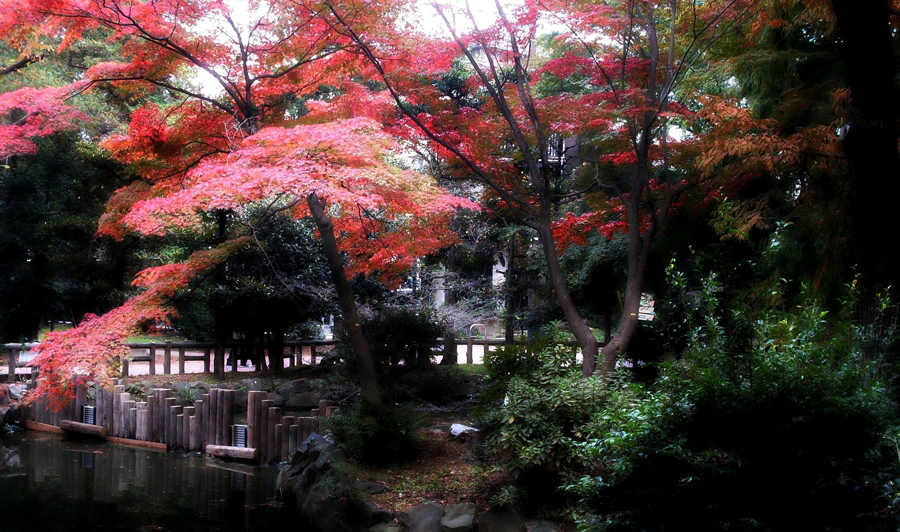 Beautiful fall day in Inokashira Park, Tokyo