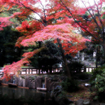 Beautiful fall day in Inokashira Park, Tokyo