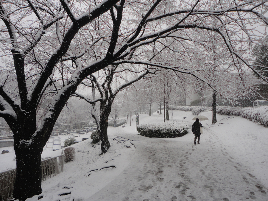 Snow of February, Kishine Park, Yokohama