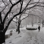 Snow of February, Kishine Park, Yokohama