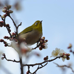 Birds in Oyata Park, Adachi Ward, Tokyo