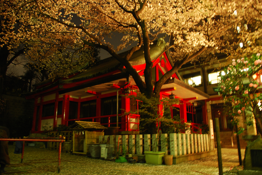 Night blossoms at a shrine, Minato Ward, Tokyo