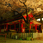 Night blossoms at a shrine, Minato Ward, Tokyo