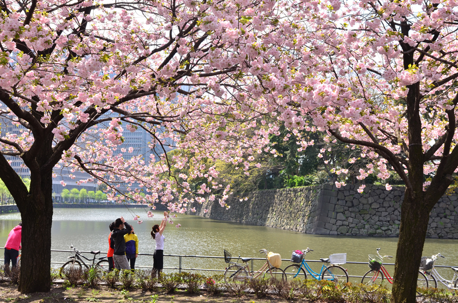 Enjoying cherry blossom in front of the Imperial Palace