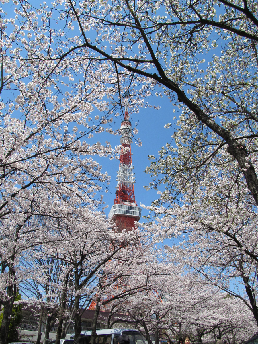 Tokyo Tower in sakura, Zojoji Temple, Tokyo