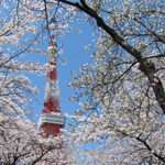 Tokyo Tower in sakura, Zojoji Temple, Tokyo