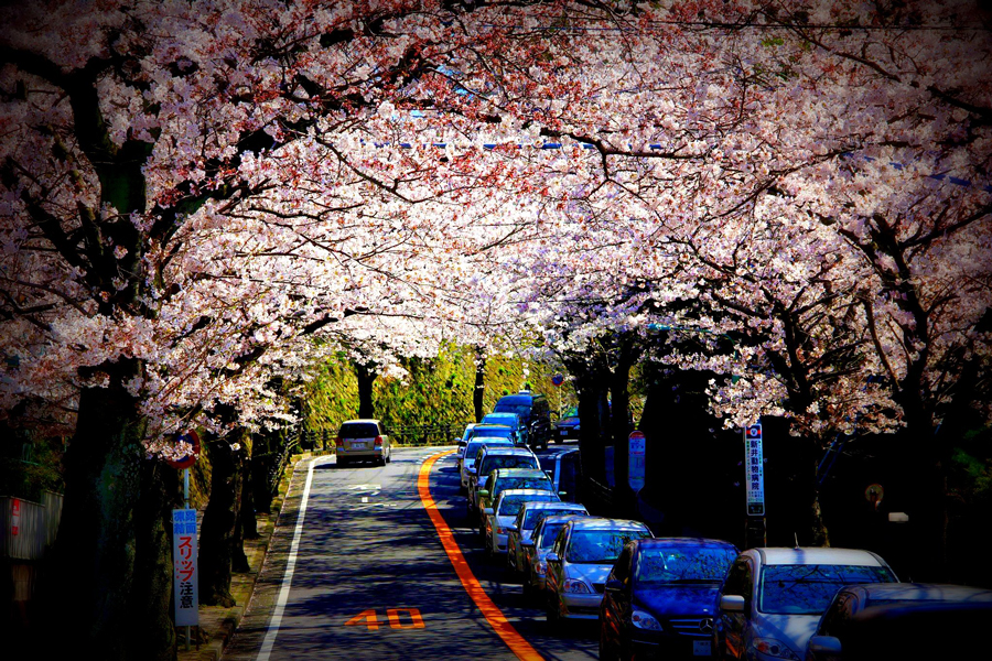 Tunnel of the cherry tree, Zushi, Kanagawa Pref.