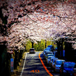 Tunnel of the cherry tree, Zushi, Kanagawa Pref.