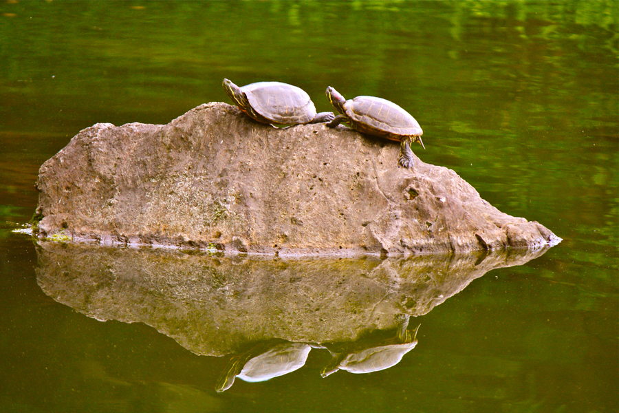 Twin-Twin Reections... relaxing turtles, Kiyosumi Garden, Tokyo